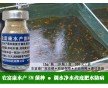 養魚苗種期間用的em菌種多少錢